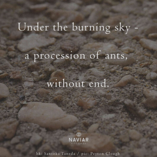 a procession of ants without end (naviarhaiku622)