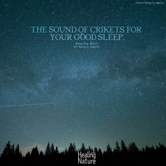 Evening Cricket Sound 2