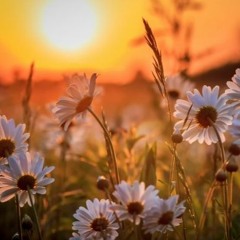 New Untitled Lusi Track (Mechatok Boiler Room Set)