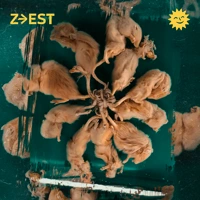 Soundcloud podcast image for 100 Transitions - Chourave 