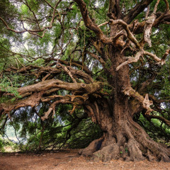 Life Tree