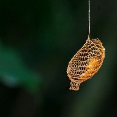 Cocoon