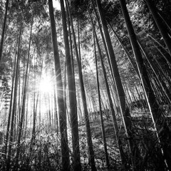 The voice of the rain