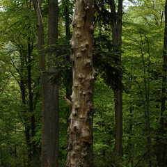 Psithuros I