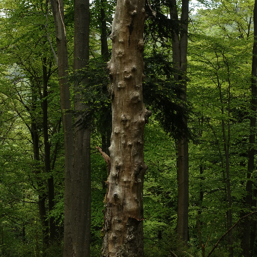 Psithuros I