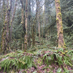 Sunscreen (Ira Wolf) cover