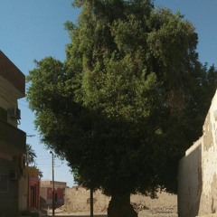 سيرة الجميز - حبيبة الزين