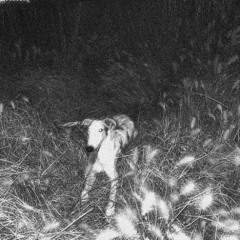 Global Harmony Traxx w/ Escuderia (21.11.25)