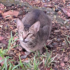 No Suprises (Recreated Instrumental)