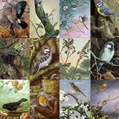 Merlin App (Birdnoise from Woodland and Garden)