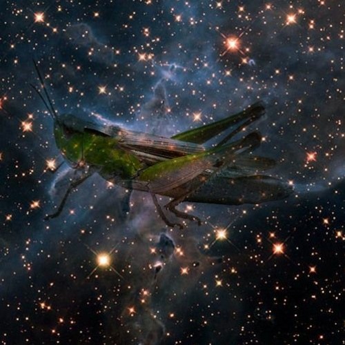 Stream Cricket in Outer Space by ptmolnar Listen online for free on