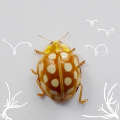 Monde Magique : L/MA0RI invite Daisy Ray (30.10.25)