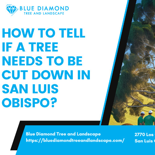 Stream How to tell if a tree needs to be cut down in San Luis Obispo ...