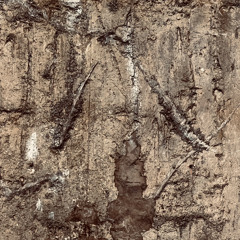 Ancestral Resilience [S001]