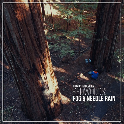 AMB86 Redwoods: Fog and Needle Rain