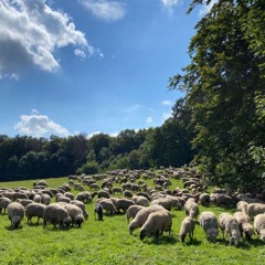 We_Rest_on_Thee_Hymn_881 🌹 Oh Defensor_ En _Ti _Hoy_ Descansamos 🌹