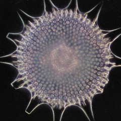 c.L.P - closer (Black Biota, unreleased)