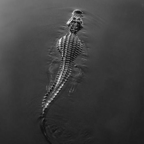 crocodiles [drill ft, error & jakob]