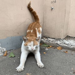 FACE ft. Alien Perfect - Пусси  Dnb Remix Prod.TripSauce