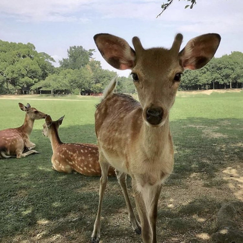 الظبي ماله شبيه وبينك وبينه تشابه