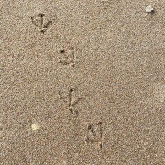 TRACKS