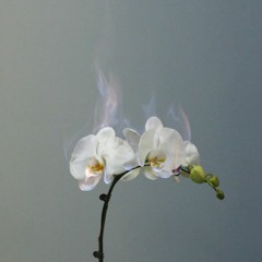 megustaperoyoquese...