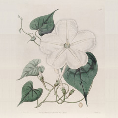 Ipomoea