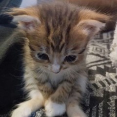 Chupando Uma Piroquinha, com roupa de fuder, assistindo porno