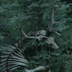 Animal Edit Audio-Sir Chloe