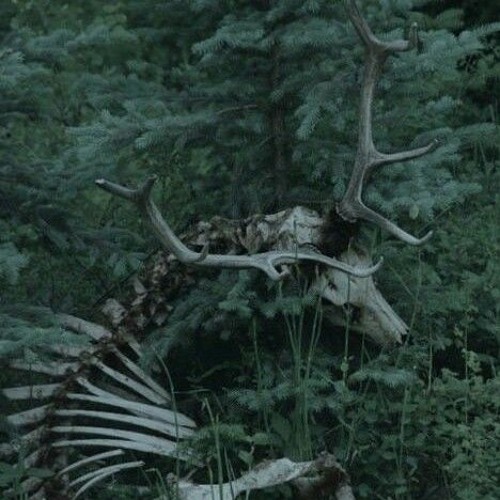 Animal Edit Audio-Sir Chloe