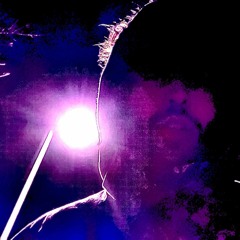 Candle Of Magenta
