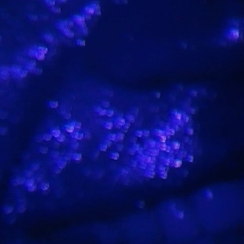 dj aut — shadow
