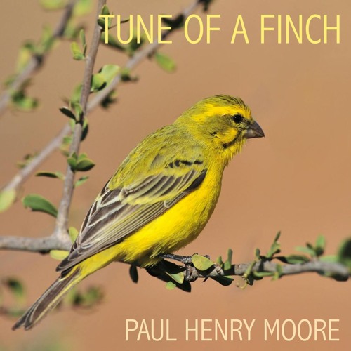 Tune Of A Finch
