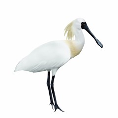 黑面琵鷺  Black-faced Spoonbill