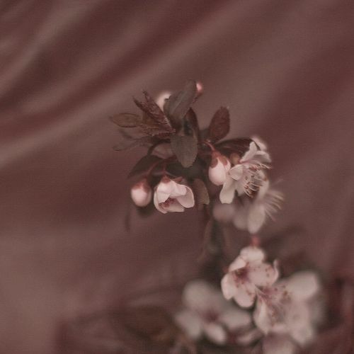 BLUSH