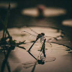 A New Life