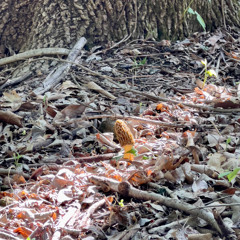 Fruiting Body