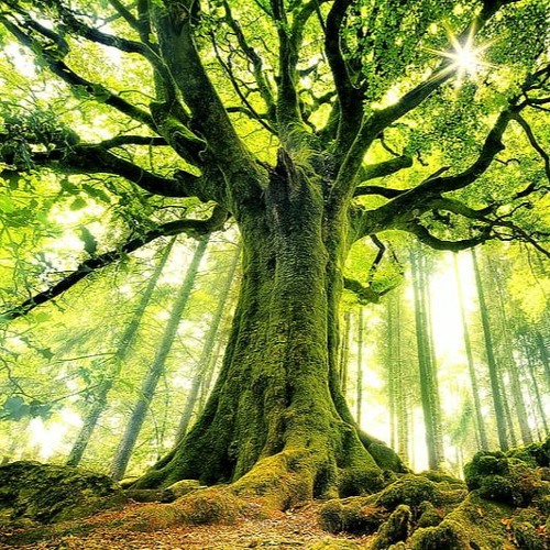 Forest of Heroes