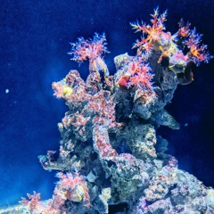 Honey, I Punk'd the Kids