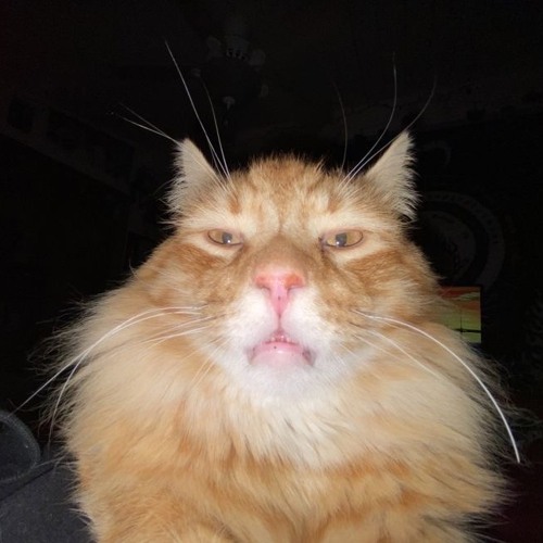 Songs not on Apple Music:(