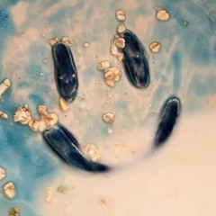 Andhim - Dance Again