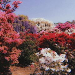 the garden