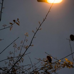 Cho Đời Chút Ơn (Trịnh Vĩnh Trinh) - Thao Ngo