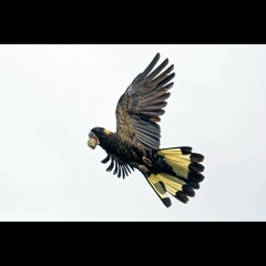 2025.04.10 Still Life: Yellow-tailed Black Cockatoos. Kangaroo Island.