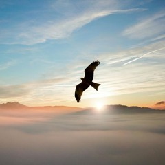 Morningbird