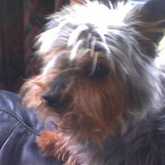 Dwi isio bod yn gi bach