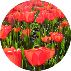 856152-hd_1920_1080_30fps