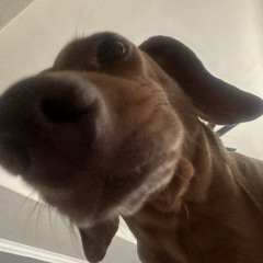 Our Dog