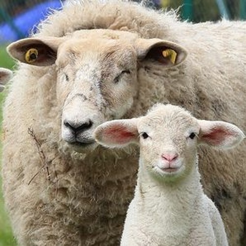 Stream Star Champion Sheep by reduz | Listen online for free SoundCloud