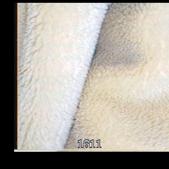 nije dvanaest (prod. 1611)